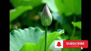 Spring awakening Relaxing Study Music &ndash; Focus & Concentration 📚