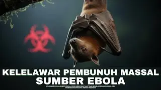 MENGERIKAN! Hewan Ini Sumber Virus Ebola Pembunuh Puluhan Ribu Orang | #Alamaya