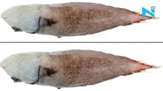 Australian scientists re-discover 'faceless' fish after&nbsp;long time