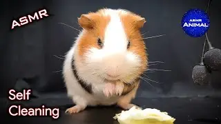 ASMR Guinea Pig Self-Cleaning 🐹 Guinea Pig 24