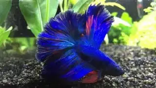 Halfmoon Betta Fish Living With Red Cherry Shrimp