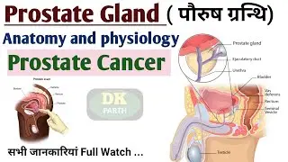 Prostate Gland (पौरुष ग्रन्थि) ।। Anatomy and physiology।। Prostate Cancer।। Disease