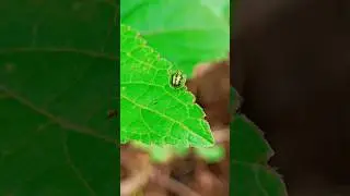 soft movements, quiet strength. #shortsvideo #insects #shorts