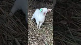 Cute Baby goat calling mommy goat