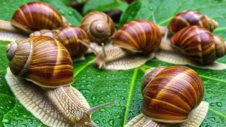 A Snail's Secret Life | Finding Food Under the Moonlight