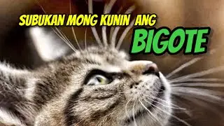 Subukan Mong Gawin Ito sa Pusa mo | Balahibo at Bigote May Dalang Swerte Sayo