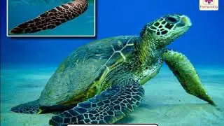 Classification of Animals | Environmental Studies Grade 4 | Periwinkle