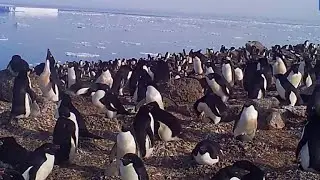 Huge penguin colony discovered on remote Antarctic islands