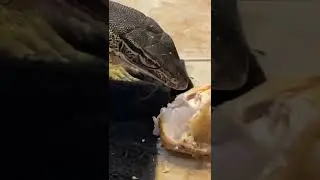 Monitor Lizard VS Chicken #lizard #reptile #monitorlizard #leopardgecko #monitorlizards