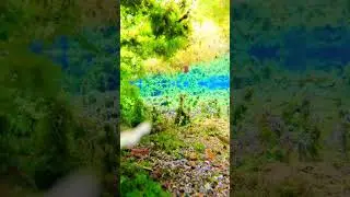Underwater green algae #travel #nature
