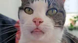 A Short Message From Arie The Cat