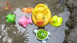 Duck for Children-Learn Colors with Duck | Toys Kids Video-Best gift for Children