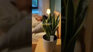 No te roba el oxigeno, te lo MEJORA!! #tips #hack #lifestyle #life #plants #dormir