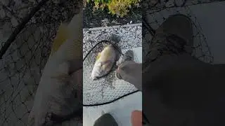 Huge 5 pound freshwater drum on artificial spinner bait! #subscribe #shorts #youtubeshorts #mepps