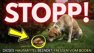 F&uuml;ttere deinem Hund DAS, um Fressen vom Boden SOFORT zu stoppen