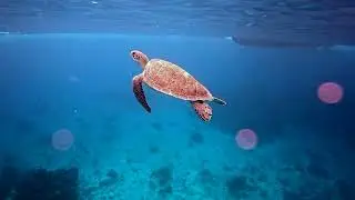Cozumel Diving