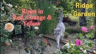 Roses in Red, & Yellow