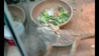 Worms for Zeus