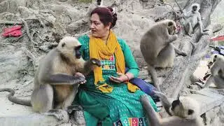 A Beautiful Bond Between Human and Langur | Love, Trust & Compassion 