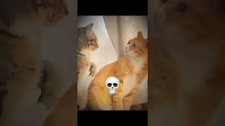 Cats act like humans ☠️