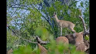 Koro River Camp, Botswana
