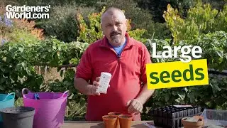 How to sow large seeds