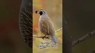 Top 5 Most beautiful Quail Breeds In The World. #birds #trending #viralshorts #trensingahorts #quail