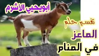 تفسير حلم الماعز في المنام /الاستاذ أبويحيي الأشرم