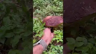 Tentino, porcini a luglio 2025. Pinicola leggendario dopo 450 m di dislivello a vuoto. #porcini