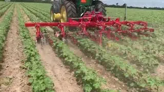 Einbock Chopstar: Cultivating Organic Cotton with Camera Guidance