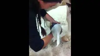 Duct Tape horse boot