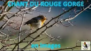 Chants d'oiseaux. Chant du  rouge gorge en images
