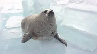 Seel