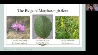 Irelands' Flora, a view from the Irish midlands - Fiona Mac Gowen
