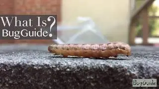 Why BugGuide?