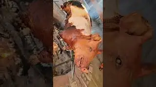 barbecue pig