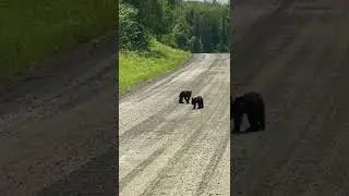 Two Baby Black Bears Playing With Each Other