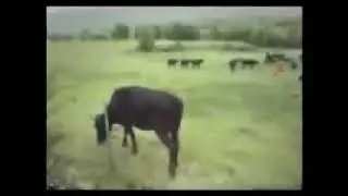 1983 Old video of a cow abducted by a UFO on a ranch in the United States