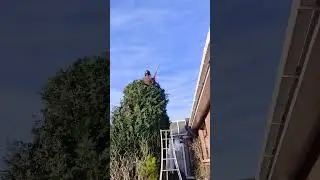 Keep cutting 😁#treework #trimming #trimmer #treeclimbing #short #stihl