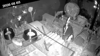 Hamsters Cams 2026-01-03
