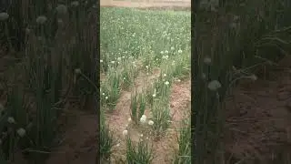 तयारी एका नव्या संघर्षाची 💪💪✌️✌️🌰🌰🧅🧅 #onionfarming #subscribe #royalfarmer #farming #शेतकरी #farmer
