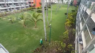 It’s raining Coconuts in Punta Cana