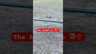 The Armadillo!!!!! 🥰🤯 #spirituality #animal #signsfromuniverse