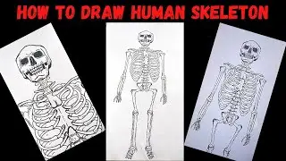 Human skeleton drawing ll how to draw skeleton ll skeleton diagram drawing easy ll
