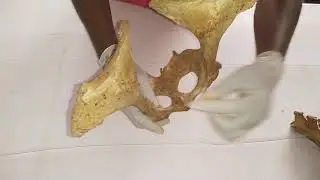 PELVIC GIRDLE OF AN ANIMAL