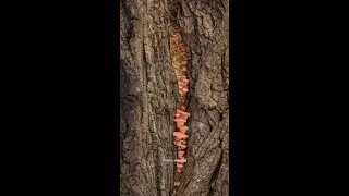 so many fungis @ProTimeLapse #timelapse #fungi #flower #growth
