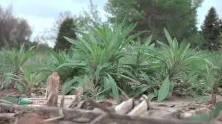 Roundup Resistant Weeds #783 (Air Date 4/7/13)