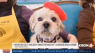 Пожилые собаки из приюта Muttville нарядились к праздникам! Хотите взять собаку из приюта без пла...