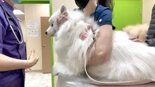 У нас есть шокирующая новость для Wooyoo