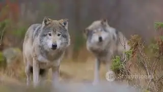 Up Close with Poland's Wolves: Exploring Their Forest Habitat #nature  #wildlife